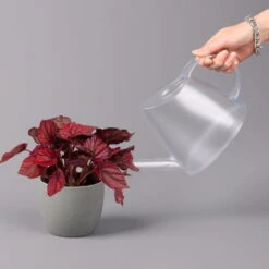 Blattbegonie 'Inca Flame', Topf-Ø 12 Cm, Höhe Ca. 25 Cm, 3er-Set -Die grüne Ecke 0210900313 Blattbegonie Inca Flame 3er Set neu 4