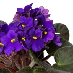 Usambaraveilchen In Keramiktopf Dallas Weiß, Dunkelblau, Topf-Ø 12 Cm, 3er-Set -Die grüne Ecke 0210950102 0210950107 Saintpaulia blau T12cm 6er Set 1 116378