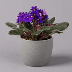 Usambaraveilchen, Dunkelblau, Topf-Ø 12 Cm, 6er-Set -Die grüne Ecke 0210950102 Saintpaulia blau T12cm H20cm 6erSet1 116376