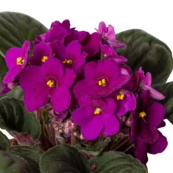 Usambaraveilchen, Rot, Topf-Ø 12 Cm, 6er-Set -Die grüne Ecke 0210950106 0210950111 Saintpaulia rot T12cm 6er Set 12 116396