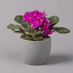 Usambaraveilchen, Rot, Topf-Ø 12 Cm, 6er-Set -Die grüne Ecke 0210950106 Saintpaulia rot T12cm H20cm 6erSet1 116393