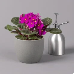 Usambaraveilchen, Rot, Topf-Ø 12 Cm, 6er-Set -Die grüne Ecke 0210950106 Saintpaulia rot T12cm H20cm 6erSet2 116392