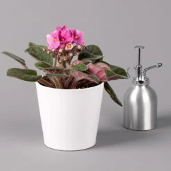 Usambaraveilchen In Keramiktopf Dallas Weiß, Pink, Topf-Ø 12 Cm, 3er-Set -Die grüne Ecke 0210950110 Saintpaulia pink in Topf Dallas weiss H20cm T14cm 3erSet1 116534