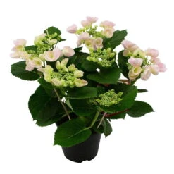 Hortensie Hovaria® 'Hobella', Rosa, Topf-Ø 14 Cm, Höhe Ca. 35 Cm -Die grüne Ecke 0211200054 Hydrangea Hovaria Hobella Rosa 1