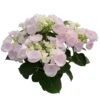 Hortensie Hovaria® 'Hobella', Rosa, Topf-Ø 14 Cm, Höhe Ca. 35 Cm -Die grüne Ecke 0211200054 Hydrangea Hovaria Hobella Rosa 2