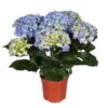 Hortensie, Blau, Topf-Ø 13/14 Cm, 4-6 Dolden, Höhe Ca. 35 Cm -Die grüne Ecke 0211200058 Hydrangea macro blau 4 6 Dolden 1