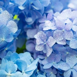 Hortensie, Blau, Topf-Ø 13/14 Cm, 4-6 Dolden, Höhe Ca. 35 Cm -Die grüne Ecke 0211200058 Hydrangea macro blau 4 6 Dolden 13 14cm T H35cm1