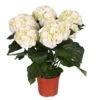 Hortensie 'Schneeball', Weiß, Topf-Ø 13 Cm, Höhe Ca. 35 Cm -Die grüne Ecke 0211200067 Hydrangea macro weiss 4 6 Dolden schneeball 1