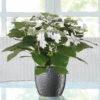 Hortensie Hovaria® 'Feuerwerk', Weiß, Topf-Ø 14 Cm, Höhe Ca. 35 Cm -Die grüne Ecke 0211200112 Hydrangea Hovaria Feuerwerk 14cm T H 35cm weiss