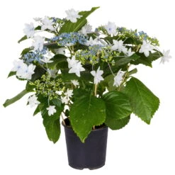 Hortensie Hovaria® 'Feuerwerk', Weiß, Topf-Ø 14 Cm, Höhe Ca. 35 Cm -Die grüne Ecke 0211200112 Hydrangea Hovaria Feuerwerk 14cm Topf H35cm weiss