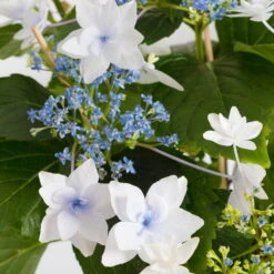 Hortensie Hovaria® 'Feuerwerk', Weiß, Topf-Ø 14 Cm, Höhe Ca. 35 Cm -Die grüne Ecke 0211200112 Hydrangea Hovaria Feuerwerk 14cm Topf H35cm weiss1