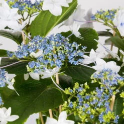 Hortensie Hovaria® 'Feuerwerk', Weiß, Topf-Ø 14 Cm, Höhe Ca. 35 Cm -Die grüne Ecke 0211200112 Hydrangea Hovaria Feuerwerk 14cm Topf H35cm weiss2