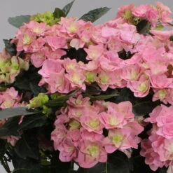 Hortensie 'Double Dutch', Rosa, Topf-Ø 14 Cm, Höhe Ca. 40 Cm -Die grüne Ecke 0211200155 Hydrangea Double Dutch rosa 1 124862
