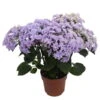 Hortensie 'Double Dutch', Blau, Topf-Ø 14 Cm, Höhe Ca. 40 Cm -Die grüne Ecke 0211200156 Hydrangea Double Dutch blau