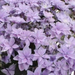 Hortensie 'Double Dutch', Blau, Topf-Ø 14 Cm, Höhe Ca. 40 Cm -Die grüne Ecke 0211200156 Hydrangea Double Dutch blau 1 120627