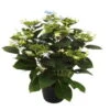 Hortensie Hovaria® 'Elleair Anniversary', Blau, Topf-Ø 14 Cm, Höhe Ca. 35 Cm -Die grüne Ecke 0211200161 Hydrangea Hov Elleair Anniversary blau 1