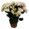 Hortensie 'Double Dutch', Weiß, Topf-Ø 14 Cm, Höhe Ca. 40 Cm -Die grüne Ecke 0211200165 Hydrangea Double Dutch weiss