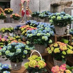 Hortensie, Busch, Weiß, Topf-Ø 23 Cm, Höhe Ca. 50 Cm -Die grüne Ecke 021130 hydrangea 1