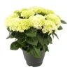 Hortensie, Busch, Weiß, Topf-Ø 23 Cm, Höhe Ca. 50 Cm -Die grüne Ecke 0211300091 Hydrangea macr Ballen weiss KB 1