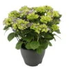 Hortensie 'Early Blue', Busch, Topf-Ø 23 Cm, Höhe Ca. 50 Cm