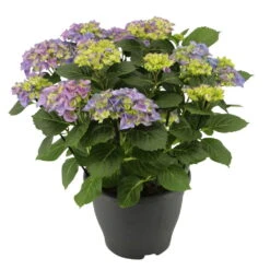 Hortensie 'Early Blue', Busch, Topf-Ø 23 Cm, Höhe Ca. 50 Cm -Die grüne Ecke 0211300092 Hydrangea macro Early Blue KB 2
