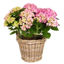 Hortensie 'Early Rosa', Busch, Rosa, Topf-Ø 23 Cm, Höhe Ca. 50 Cm -Die grüne Ecke 0211300100 Hydrangea macro Early Rosa KB 24cm Topf3 2