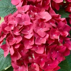 Hortensie 'Leuchtfeuer', Busch, Rot, Topf-Ø 23 Cm, Höhe Ca. 50 Cm -Die grüne Ecke 0211300101 Hydrangea macr ballen rot 26 cm T H60cm