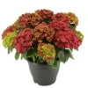 Hortensie 'Leuchtfeuer', Busch, Rot, Topf-Ø 23 Cm, Höhe Ca. 50 Cm -Die grüne Ecke 0211300122 Hydrangea macr Ballen rot KB Leuchtfeuer 1