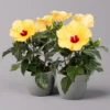 Hibiskus, Gelb, Topf-Ø 13 Cm, Höhe Ca. 35 Cm, 2er-Set -Die grüne Ecke 0213100205 Hibiscus gelb 2er Set WS 1