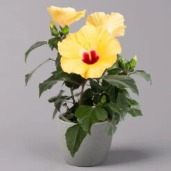 Hibiskus, Gelb, Topf-Ø 13 Cm, Höhe Ca. 35 Cm, 2er-Set -Die grüne Ecke 0213100205 Hibiscus gelb 2er Set WS 2