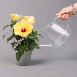 Hibiskus, Gelb, Topf-Ø 13 Cm, Höhe Ca. 35 Cm, 2er-Set -Die grüne Ecke 0213100205 Hibiscus gelb 2er Set WS 4