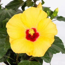 Hibiskus, Gelb, Topf-Ø 13 Cm, Höhe Ca. 35 Cm, 2er-Set -Die grüne Ecke 0213100205 Hibiscus gelb 2er Set WS 5