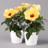 Hibiskus, Gelb, Mit Keramiktopf Dallas Weiß, Topf-Ø 13 Cm, 2er-Set -Die grüne Ecke 0213100206 Hibiscus gelb mit Topf Dallas weiss 2er Set