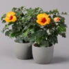 Hibiskus, HibisQs Graff® 'Petit Orange', Topf-Ø 13 Cm, Höhe Ca. 35 Cm, 2er-Set