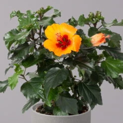 Hibiskus, HibisQs Graff® 'Petit Orange', Topf-Ø 13 Cm, Höhe Ca. 35 Cm, 2er-Set -Die grüne Ecke 0213100211 Hibiscus Petit Orange 2er Set 3