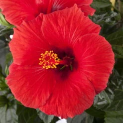 Hibiskus, Rot, Mit Keramiktopf Dallas Weiß, Topf-Ø 13 Cm, Höhe Ca. 35 Cm -Die grüne Ecke 0213100214 0213100215 0213100216 0213100229 0213100230 Hibiscus rot 1 3