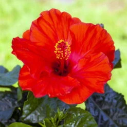 Hibiskus, Rot, Mit Keramiktopf Dallas Anthrazit, Topf-Ø 13 Cm, Höhe 35 Cm -Die grüne Ecke 0213100214 0213100215 0213100216 0213100229 0213100230 Hibiscus rot 2 2