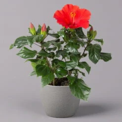 Hibiskus, Rot, Topf-Ø 13 Cm, Höhe Ca. 35 Cm, 2er-Set -Die grüne Ecke 0213100214 Hibiscus ohne Topf rot 2er Set 2