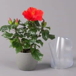 Hibiskus, Rot, Topf-Ø 13 Cm, Höhe Ca. 35 Cm, 2er-Set -Die grüne Ecke 0213100214 Hibiscus ohne Topf rot 2er Set 4