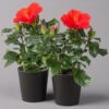 Hibiskus, Rot, In Keramiktopf Dallas Anthrazit, Topf-Ø 13 Cm, 2er-Set -Die grüne Ecke 0213100216 Hibiscus rot mit Topf Dallas anthrazit 2er Set