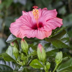 Hibiskus, Rosa, Topf-Ø 13 Cm, Höhe Ca. 35 Cm, 2er-Set -Die grüne Ecke 0213100217 0213100218 0213100219 0213100231 0213100232 Hibiscus rosa 1