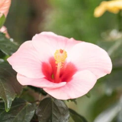 Hibiskus, Rosa, In Keramiktopf Dallas Anthrazit, Topf-Ø 13 Cm, 2er-Set -Die grüne Ecke 0213100217 0213100218 0213100219 0213100231 0213100232 Hibiscus rosa 2 2
