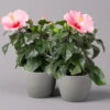 Hibiskus, Rosa, Topf-Ø 13 Cm, Höhe Ca. 35 Cm, 2er-Set -Die grüne Ecke 0213100217 Hibiscus rosa 2er Set 1