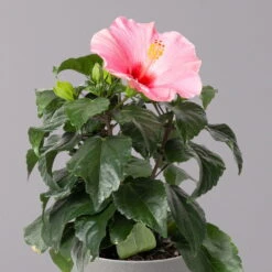Hibiskus, Rosa, Topf-Ø 13 Cm, Höhe Ca. 35 Cm, 2er-Set -Die grüne Ecke 0213100217 Hibiscus rosa 2er Set 3