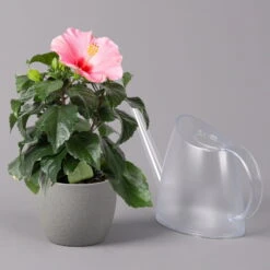 Hibiskus, Rosa, Topf-Ø 13 Cm, Höhe Ca. 35 Cm, 2er-Set -Die grüne Ecke 0213100217 Hibiscus rosa 2er Set 4