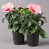 Hibiskus, Rosa, In Keramiktopf Dallas Anthrazit, Topf-Ø 13 Cm, 2er-Set -Die grüne Ecke 0213100219 Hibiscus rosa mit Topf Dallas anthrazit 2er Set