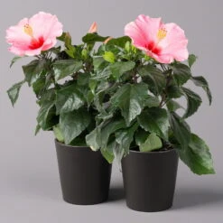 Hibiskus, Rosa, In Keramiktopf Dallas Anthrazit, Topf-Ø 13 Cm, 2er-Set