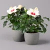 Hibiskus, Weiß, Topf-Ø 13 Cm, Höhe Ca. 35 Cm, 2er-Set -Die grüne Ecke 0213100220 Hibiscus ohne Topf weiss 2er Set 1