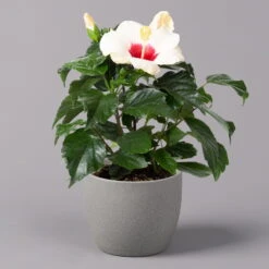 Hibiskus, Weiß, Topf-Ø 13 Cm, Höhe Ca. 35 Cm, 2er-Set -Die grüne Ecke 0213100220 Hibiscus ohne Topf weiss 2er Set 2