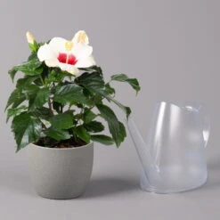 Hibiskus, Weiß, Topf-Ø 13 Cm, Höhe Ca. 35 Cm, 2er-Set -Die grüne Ecke 0213100220 Hibiscus ohne Topf weiss 2er Set 4